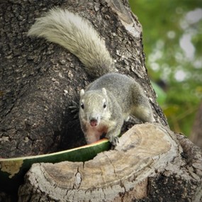 小松鼠吃西瓜图片